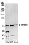 Myotubularin Related Protein 1 antibody, A304-917A, Bethyl Labs, Western Blot image 