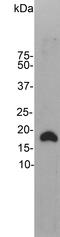 Visinin Like 1 antibody, LS-B10378, Lifespan Biosciences, Western Blot image 