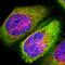 Fascin Actin-Bundling Protein 1 antibody, NBP1-91887, Novus Biologicals, Immunofluorescence image 