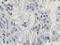 Haloacid Dehalogenase Like Hydrolase Domain Containing 2 antibody, LS-C785951, Lifespan Biosciences, Immunohistochemistry frozen image 