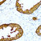Acid Phosphatase, Prostate antibody, LS-C331779, Lifespan Biosciences, Immunohistochemistry frozen image 