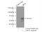 LUC7L3 antibody, 14504-1-AP, Proteintech Group, Immunoprecipitation image 