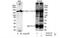 Sister chromatid cohesion protein PDS5 homolog A antibody, NB100-425, Novus Biologicals, Immunoprecipitation image 