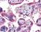 WD Repeat Domain 92 antibody, LS-B5320, Lifespan Biosciences, Immunohistochemistry paraffin image 