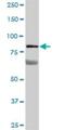 Von Willebrand Factor A Domain Containing 5A antibody, H00004013-B01P, Novus Biologicals, Western Blot image 