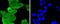MutL Homolog 1 antibody, NBP2-67381, Novus Biologicals, Immunofluorescence image 