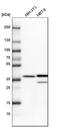 Annexin A1 antibody, HPA011272, Atlas Antibodies, Western Blot image 