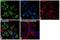 Hepatocyte Nuclear Factor 4 Alpha antibody, MA5-14891, Invitrogen Antibodies, Immunofluorescence image 