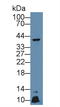 Apolipoprotein A5 antibody, LS-C294031, Lifespan Biosciences, Western Blot image 