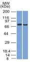 Transcription Factor 4 antibody, GTX17912, GeneTex, Western Blot image 