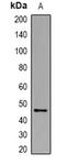 CHID1 antibody, orb382696, Biorbyt, Western Blot image 