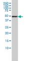 DnaJ Heat Shock Protein Family (Hsp40) Member A2 antibody, H00010294-M01, Novus Biologicals, Western Blot image 