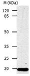 p21 antibody, orb107328, Biorbyt, Western Blot image 
