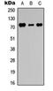 ADAM Metallopeptidase Domain 15 antibody, orb252395, Biorbyt, Western Blot image 
