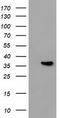 PAP-III antibody, TA502139S, Origene, Western Blot image 