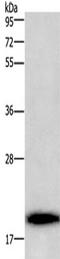 BCL2 Binding Component 3 antibody, TA321834, Origene, Western Blot image 