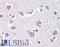 Thy-1 Cell Surface Antigen antibody, LS-B3448, Lifespan Biosciences, Immunohistochemistry paraffin image 