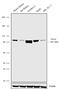 Testis Expressed 10 antibody, 720257, Invitrogen Antibodies, Western Blot image 