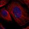 Glial Cells Missing Transcription Factor 1 antibody, PA5-52819, Invitrogen Antibodies, Immunofluorescence image 
