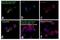 HLA class I histocompatibility antigen, A-69 alpha chain antibody, 11-9983-42, Invitrogen Antibodies, Immunofluorescence image 