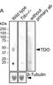 Tryptophan 2,3-Dioxygenase antibody, H00006999-B01P, Novus Biologicals, Western Blot image 