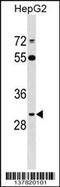 ADP Ribosylation Factor Like GTPase 10 antibody, 59-153, ProSci, Western Blot image 