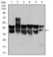 Cyclin Dependent Kinase 2 antibody, GTX60572, GeneTex, Western Blot image 