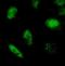 REST corepressor 3 antibody, IHC-00308, Bethyl Labs, Immunocytochemistry image 