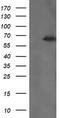TRNA Methyltransferase 2 Homolog A antibody, LS-C174402, Lifespan Biosciences, Western Blot image 