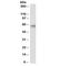 G Protein Nucleolar 3 antibody, R36162-100UG, NSJ Bioreagents, Western Blot image 