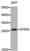 Serine And Arginine Rich Splicing Factor 9 antibody, A05860, Boster Biological Technology, Western Blot image 