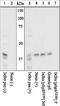 NFKB Inhibitor Alpha antibody, 44-726G, Invitrogen Antibodies, Western Blot image 