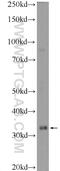 CCAAT Enhancer Binding Protein Epsilon antibody, 14271-1-AP, Proteintech Group, Western Blot image 