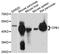 Carboxypeptidase B1 antibody, A10486, ABclonal Technology, Western Blot image 