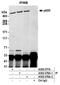 RBAF600 antibody, A302-278A, Bethyl Labs, Immunoprecipitation image 