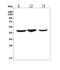 C-C Motif Chemokine Receptor 2 antibody, A00158-5, Boster Biological Technology, Western Blot image 