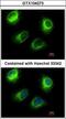 Inositol Polyphosphate-5-Phosphatase F antibody, LS-C185609, Lifespan Biosciences, Immunocytochemistry image 