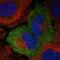 Nectin Cell Adhesion Molecule 4 antibody, NBP1-82829, Novus Biologicals, Immunofluorescence image 