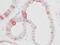 Epidermal Growth Factor antibody, GTX29695, GeneTex, Immunohistochemistry paraffin image 
