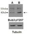 BUB3 Mitotic Checkpoint Protein antibody, GTX55298, GeneTex, Western Blot image 