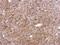 TNF Alpha Induced Protein 2 antibody, NBP1-33480, Novus Biologicals, Immunohistochemistry paraffin image 