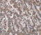 Epithelial Stromal Interaction 1 antibody, MBS2522749, MyBioSource, Immunohistochemistry frozen image 