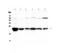 Glutathione S-Transferase Pi 1 antibody, PA5-79340, Invitrogen Antibodies, Western Blot image 