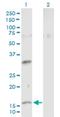 Neuromedin U antibody, H00010874-B02P, Novus Biologicals, Western Blot image 