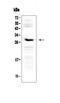 Interleukin 1 Receptor Antagonist antibody, A00651-4, Boster Biological Technology, Western Blot image 