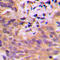 Cyclin Dependent Kinase Like 2 antibody, LS-C354120, Lifespan Biosciences, Immunohistochemistry frozen image 
