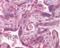 Polo Like Kinase 1 antibody, NB100-56651, Novus Biologicals, Immunohistochemistry frozen image 