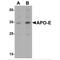 Apolipoprotein E antibody, MBS153474, MyBioSource, Western Blot image 