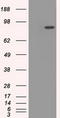 Cytochrome P450 Oxidoreductase antibody, LS-B9404, Lifespan Biosciences, Western Blot image 