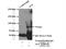 Angiotensin I Converting Enzyme antibody, 24743-1-AP, Proteintech Group, Immunoprecipitation image 